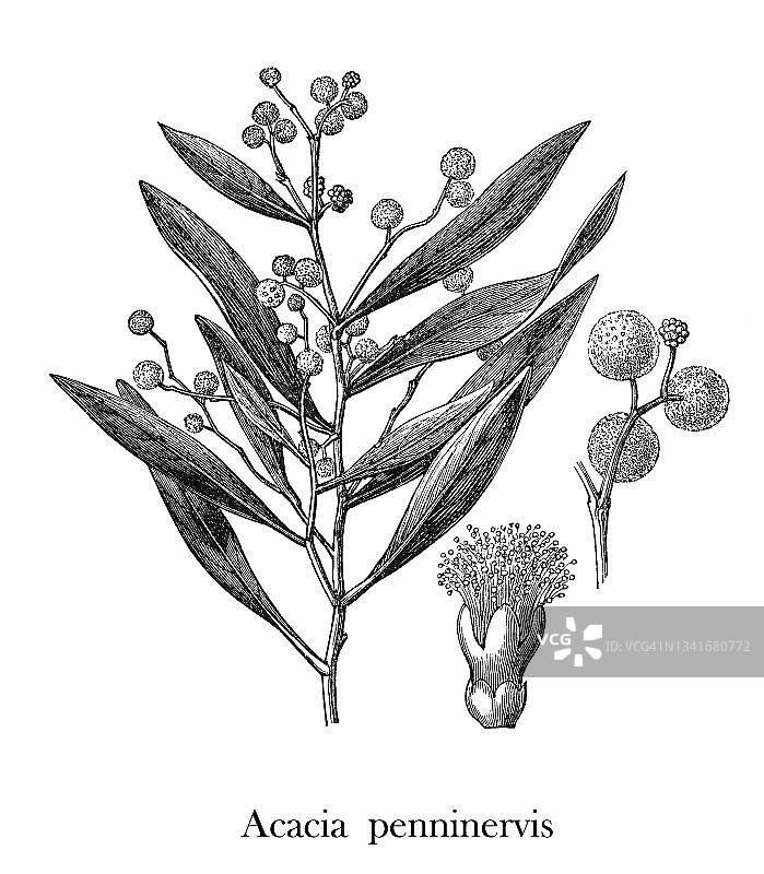 山胡桃相思树或黑木相思树古代雕刻插图图片素材