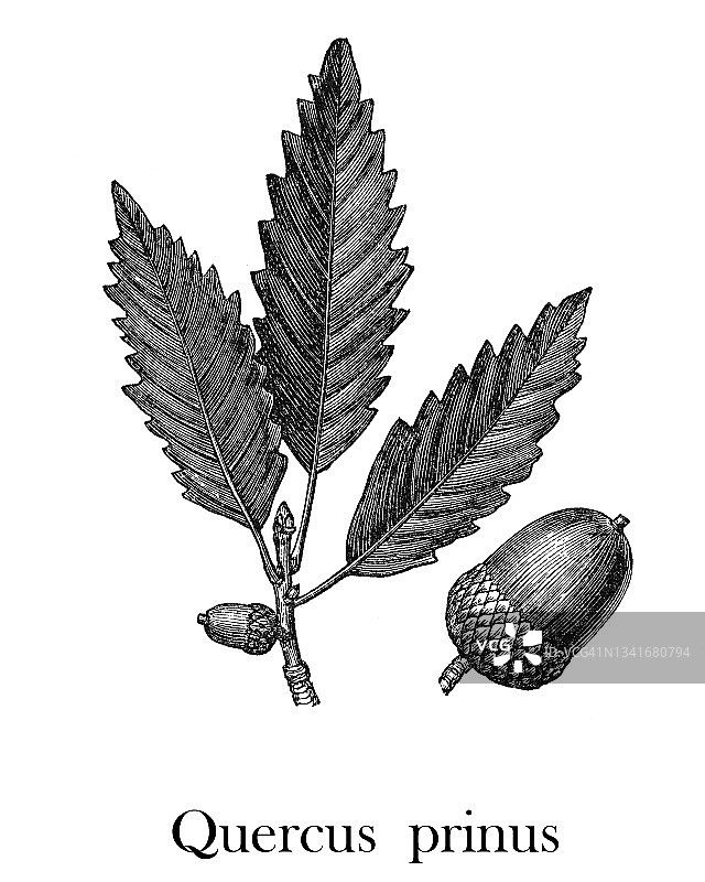 栗树（栎树）的古老版画插图图片素材