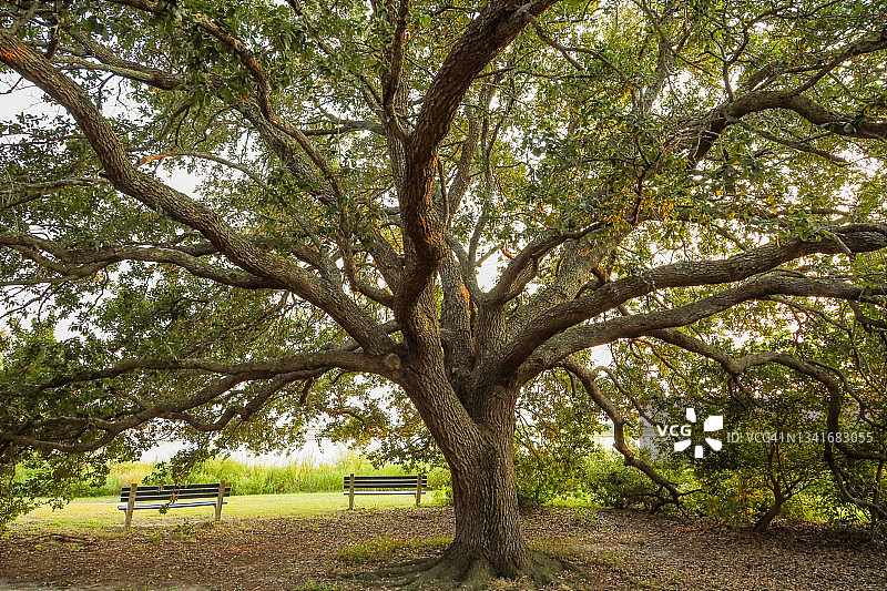 公园里的橡树图片素材