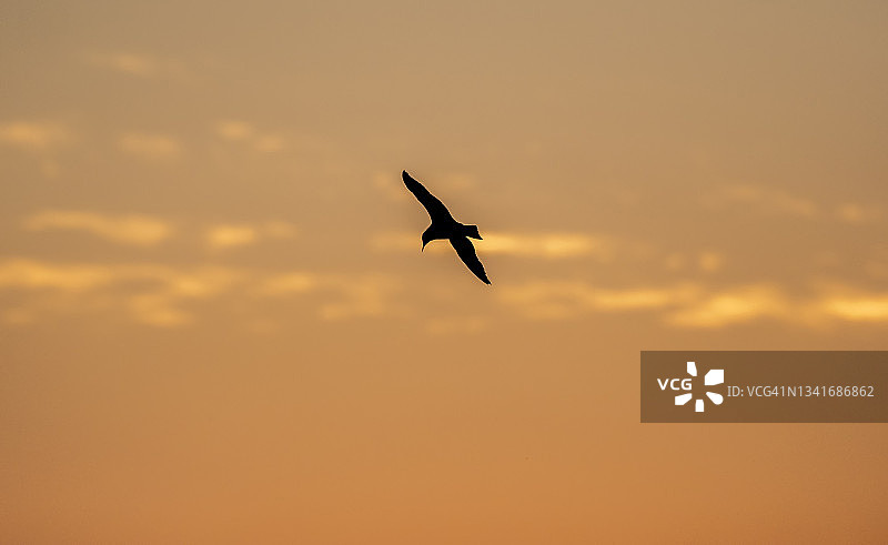 日出时天空中飞翔的海鸥剪影图片素材