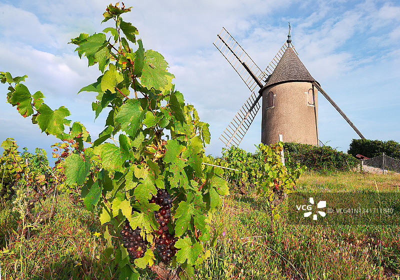 穆兰-阿旺的风车，博若莱 Crus 之一和佳美葡萄藤图片素材