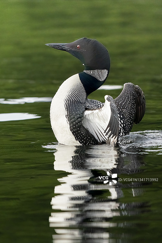 夏季湖面上伸展翅膀的潜鸟图片素材