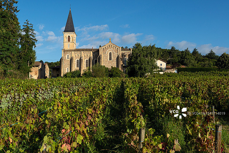 佳美葡萄特写图片素材