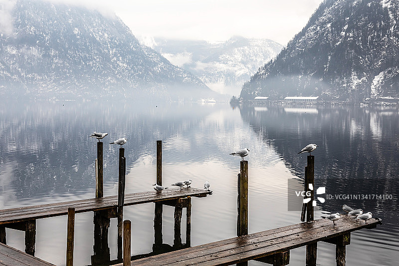 冬季湖泊码头上的海鸥图片素材