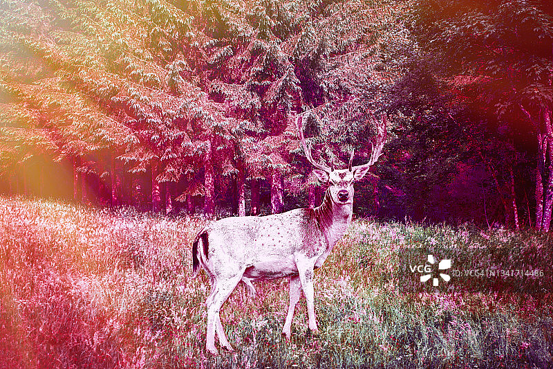 林地中的白鹿图片素材