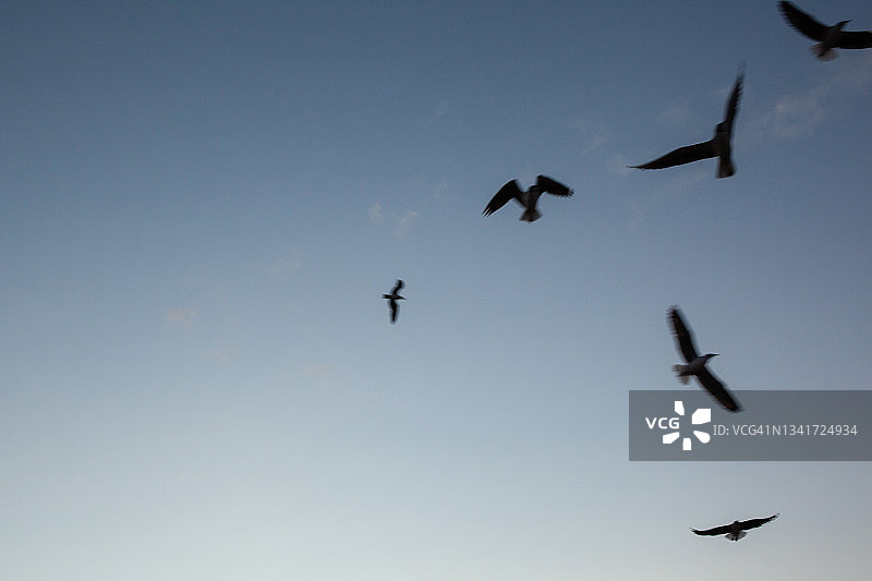 鸟类：野生动物之爱图片素材