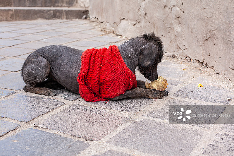 秘鲁的流浪狗图片素材