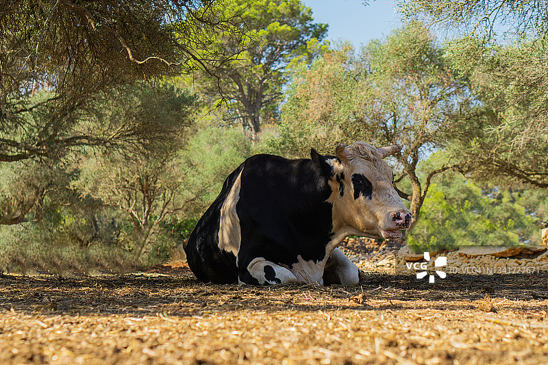 躺在树荫下的野牛图片素材
