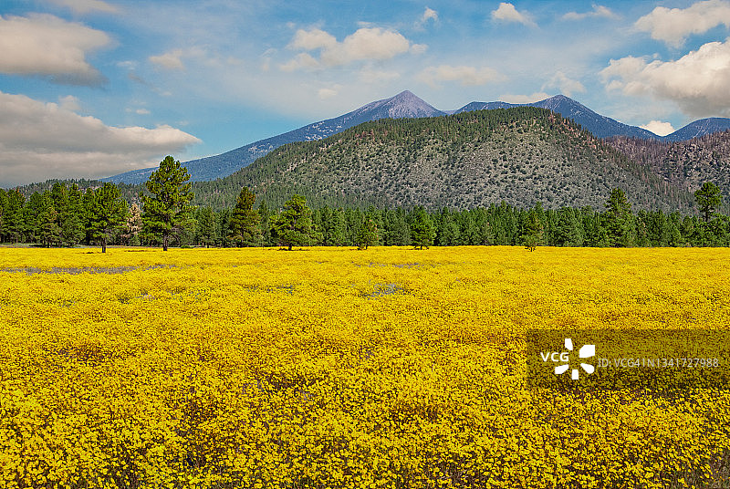 黄色野花草甸图片素材