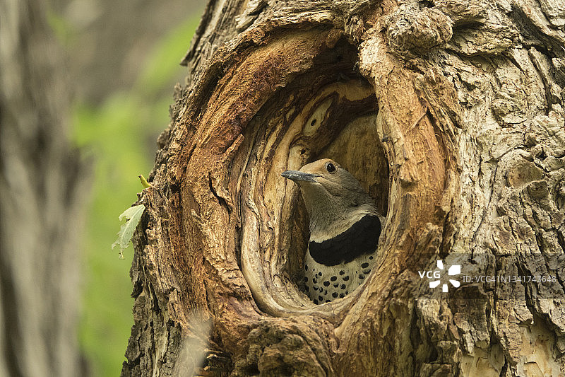 筑巢的北美扑翅鴷树干，科罗拉多州利特尔顿图片素材