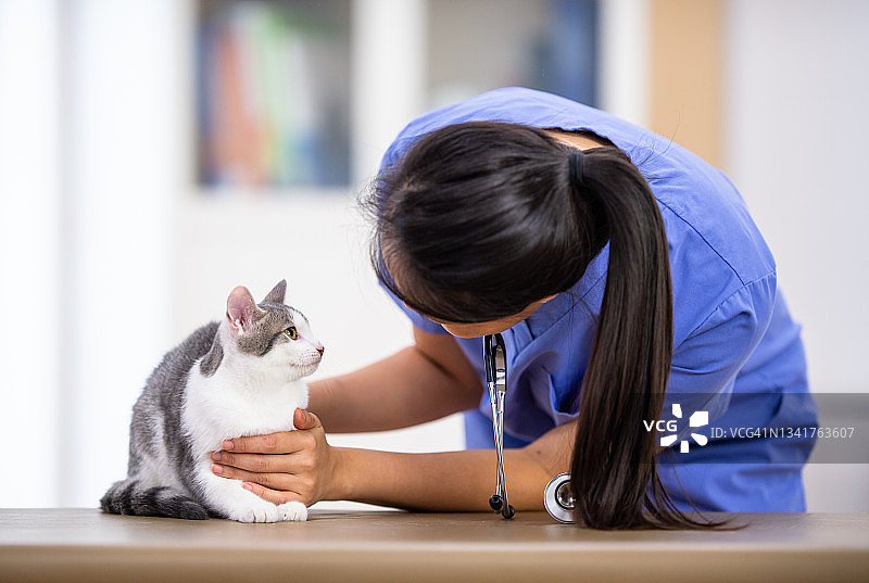 兽医给猫做检查图片素材