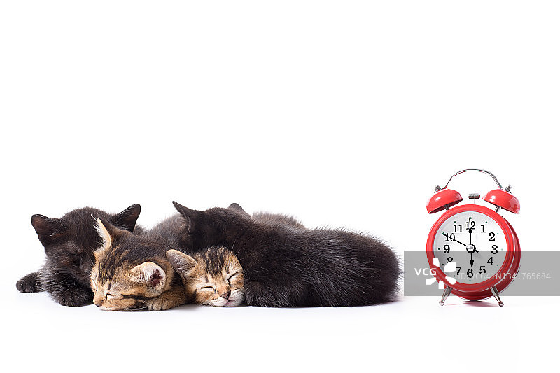 一群小猫与红色闹钟一起睡觉图片素材