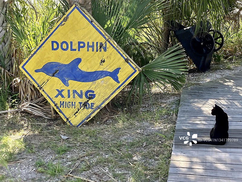 海豚穿越标志旁的等待的黑猫图片素材
