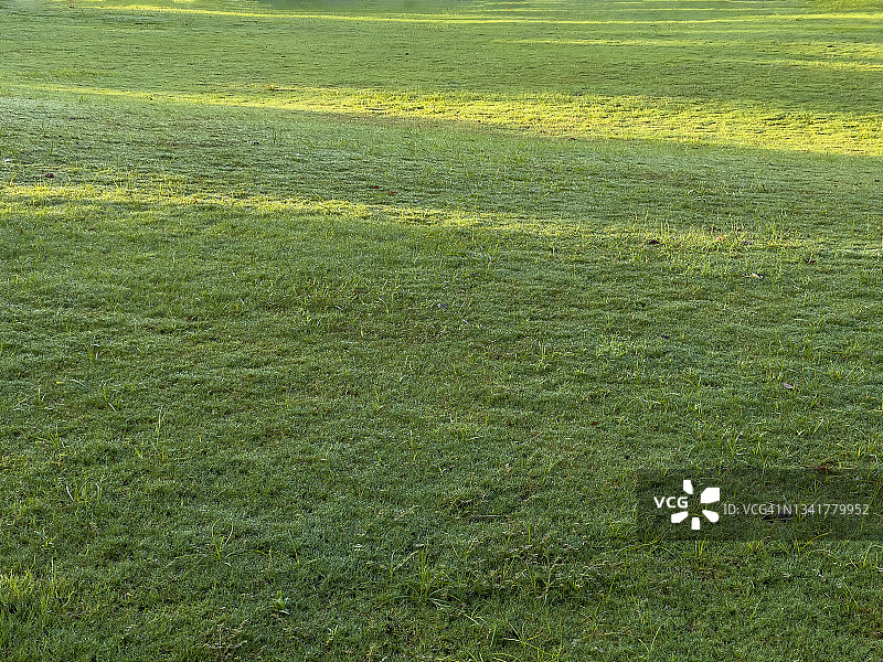 阳光下的草坪图片素材