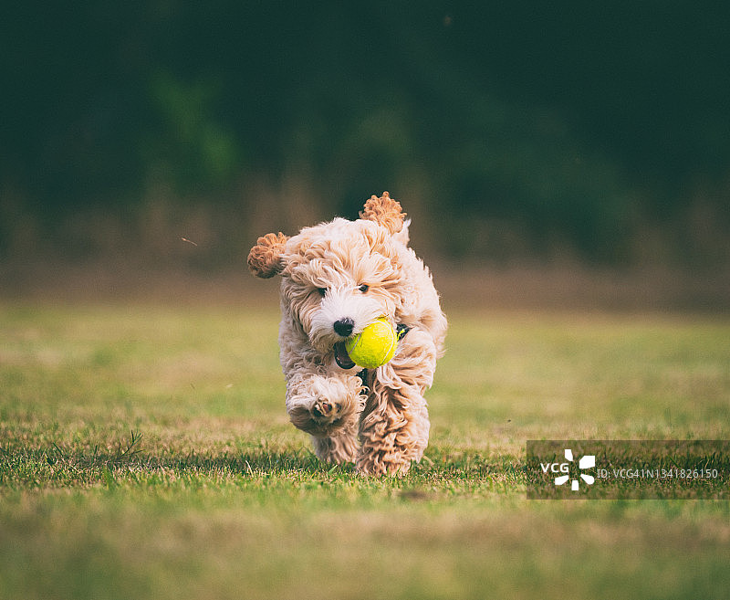 可爱的十七周大奔跑幼犬图片素材