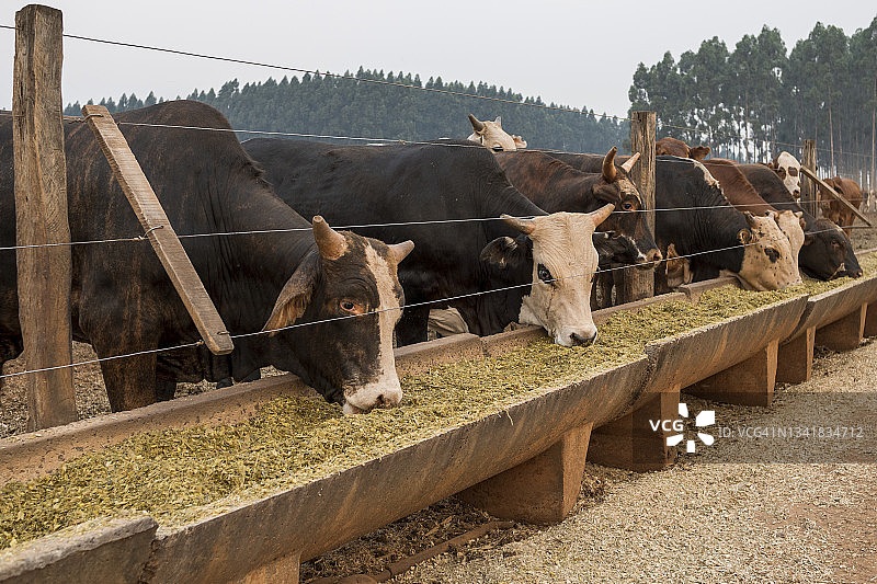 乡村农场里吃食物的布拉福德牛群图片素材