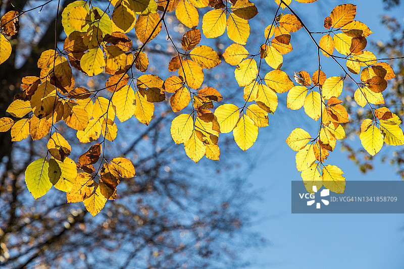 秋季山毛榉树叶图片素材