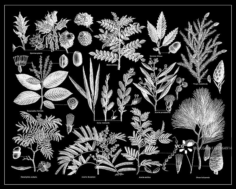 燃料植物的古老雕刻插图图片素材