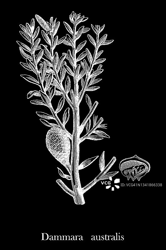 新西兰考里松古版画图片素材