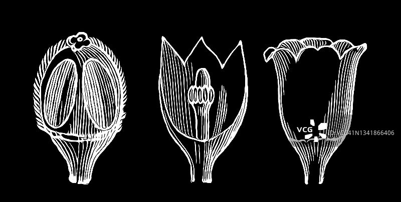 圭亚那橡胶树古版画图片素材