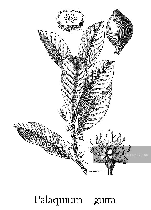 古塔波胶树古版画图片素材