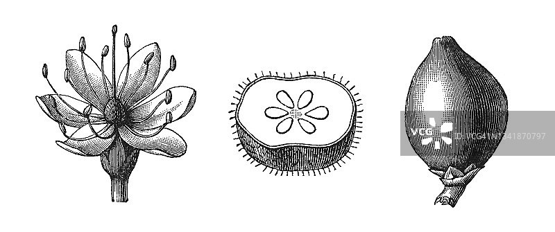 古塔波胶树古版画图片素材