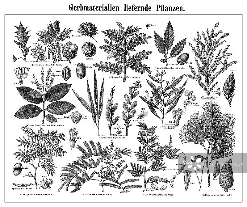 旧版画含单宁植物插图图片素材