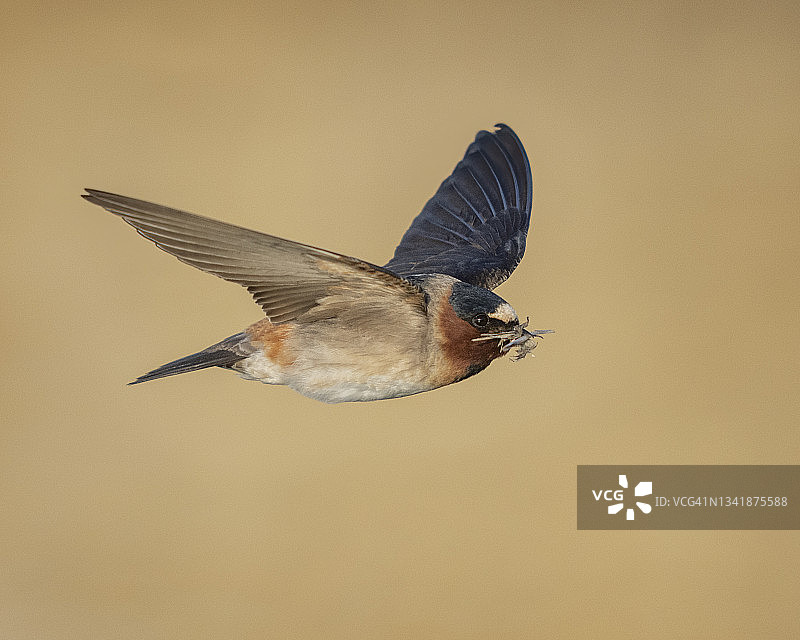 携带筑巢材料的崖燕图片素材
