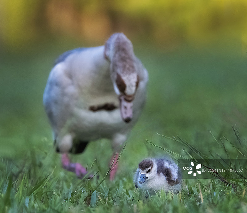 埃及雁父母和小鸡图片素材