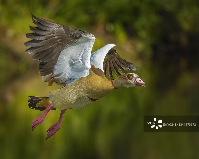 飞行中的埃及雁图片素材