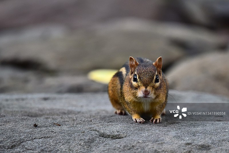 石墙上的花栗鼠图片素材