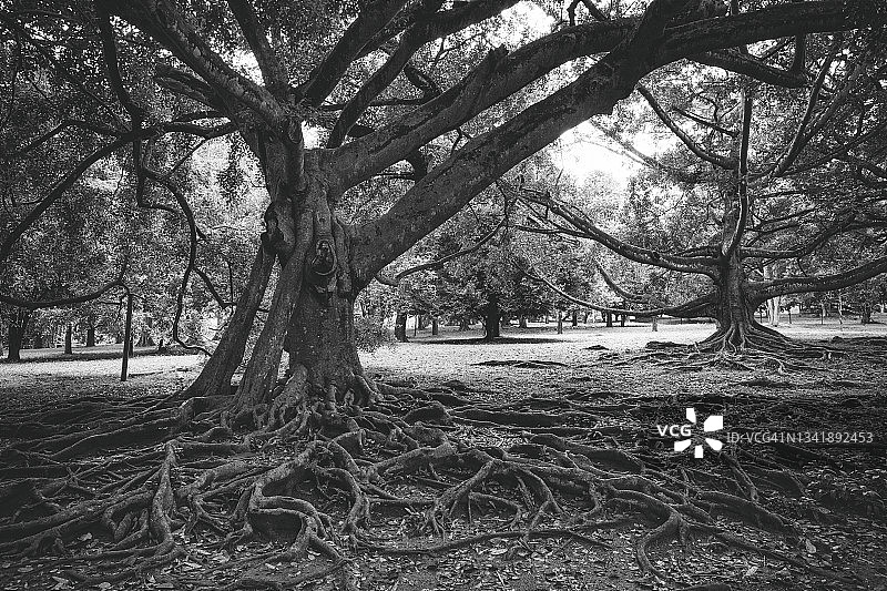 巨型榕树图片素材