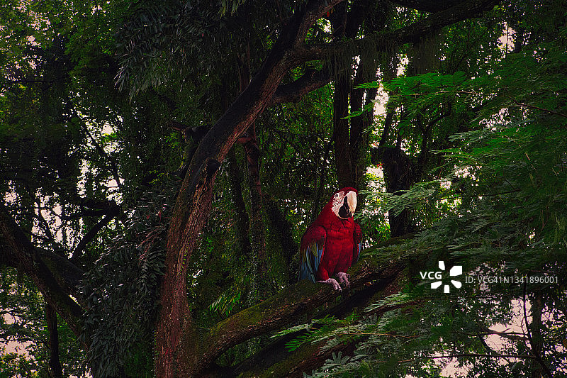 树上的金刚鹦鹉图片素材