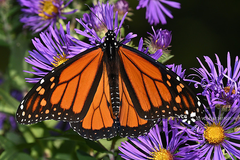 帝王蝶与紫菀花图片素材