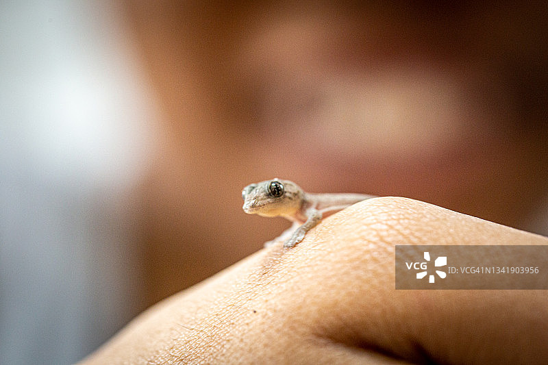 手上的小壁虎图片素材