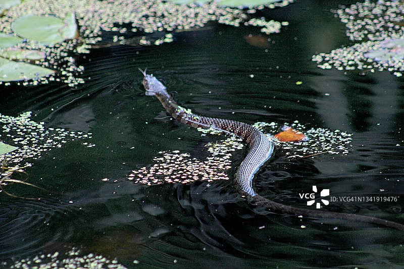 北方水蛇图片素材