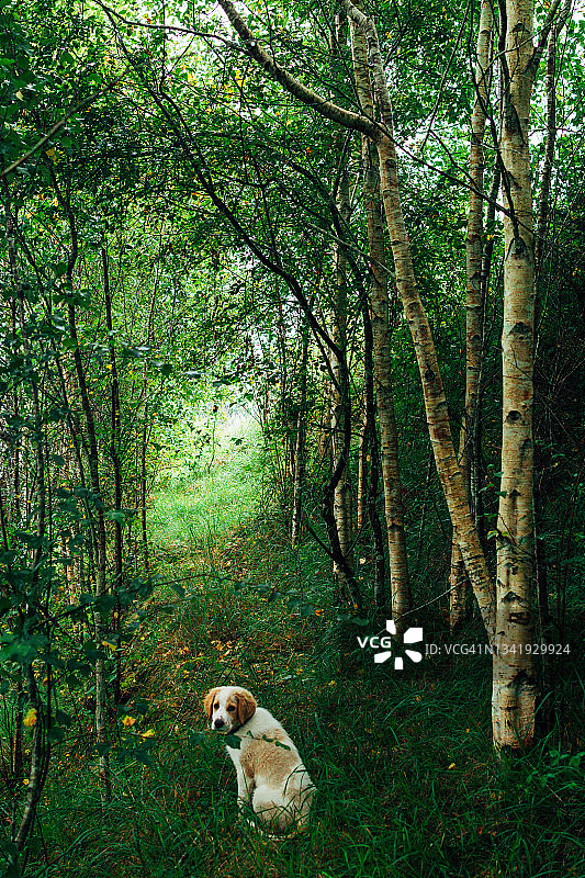 桦树林中的小狗图片素材