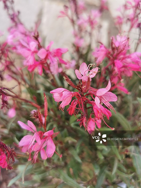 粉色山桃草图片素材