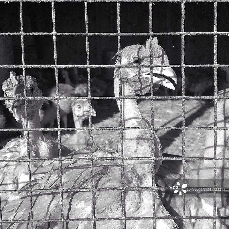 笼养鸡图片素材