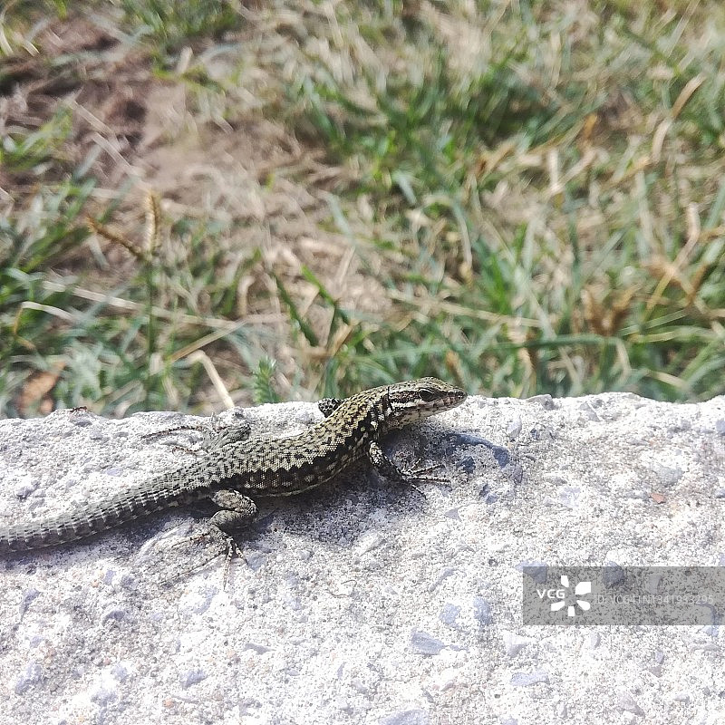 蜥蜴图片素材
