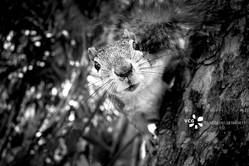 松鼠看镜头的特写图片素材