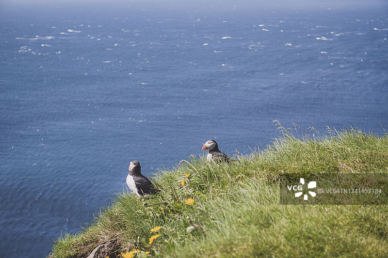 冰岛拉特拉尔角悬崖上的两只海鹦图片素材