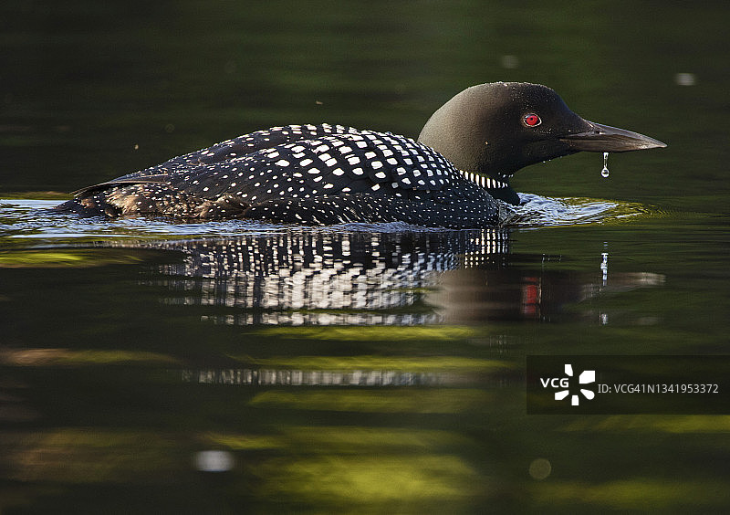 漂浮在美国缅因州佩诺布斯科特河水面上的普通潜鸟图片素材