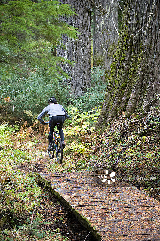 山地自行车骑手在爱达荷州北部穿越巨型雪松树林图片素材