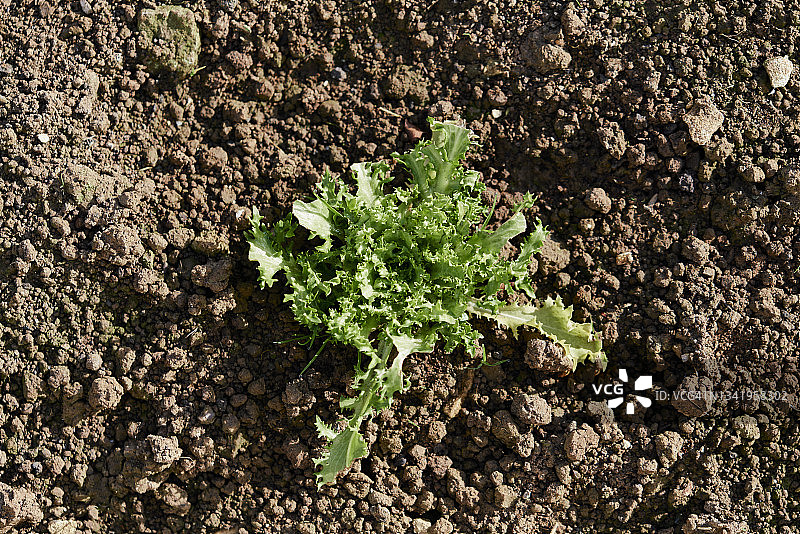 农场菜园中生长的生菜特写，农业概念图片素材