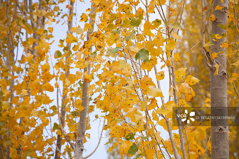 秋季的黄叶图片素材