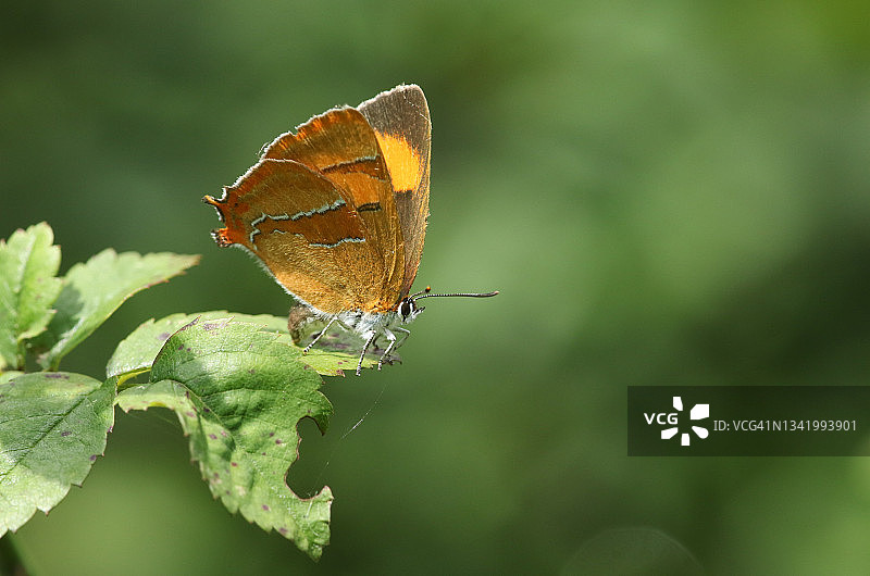 栖息在树叶上的罕见朴树灰蝶图片素材