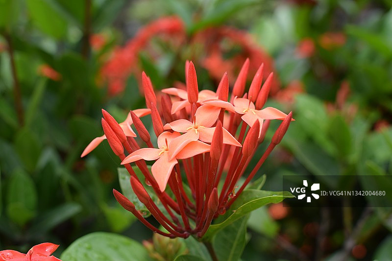 森林火焰的鲜艳橙色花朵图片素材