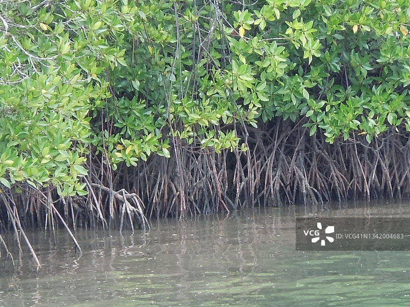 安达曼-尼科巴群岛沿海地区的红树林图片素材
