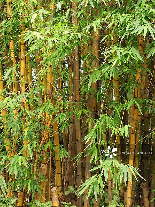 高大的金黄色竹子，学名：Bambusa vulgaris，禾本科植物。图片素材
